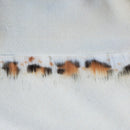 Leopard Fake Fur Faux Fur Fabric by the Metre / Yard-4